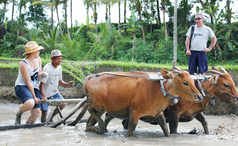 Balinese Traditional Rice Farming conducted by Bali Budaya.