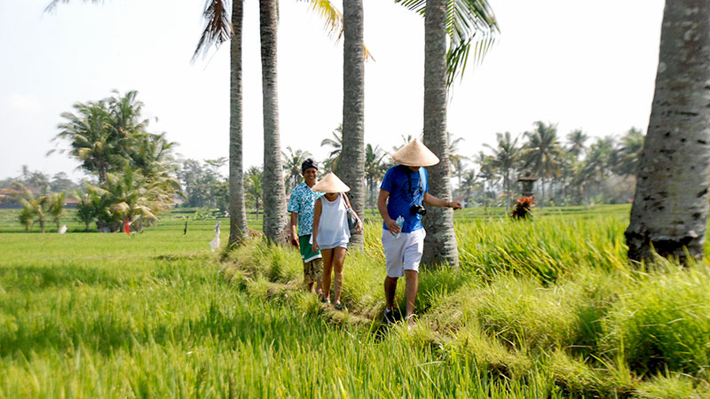 Rice Field Trekking arranged by Bali Budaya.